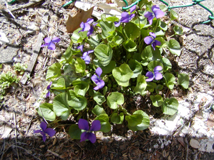 "Flowers of Evil" -part of the outside set